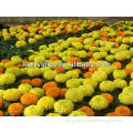 Plant Hybrid F1 Yellow/Orange/Gold Big Flower Marigold Seeds Bulk Tagetes Erecta Seeds For Pot Flower